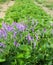 Bird Vetch grows wild in NYS strawberry patch