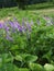 Bird Vetch grows wild in NYS strawberry patch