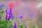 Bird vetch, poppies, flower meadow