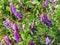 Bird Vetch is a purple flower weed vine