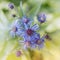 Bird View - Aster Cluster Blooming