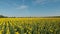 Bird view of yellow sunflower fields at sunny morning with blue sky.Drone going close up above sunflowers in bloom and