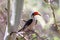 Bird Von der Decken`s Hornbill, Ethiopia wildlife
