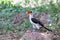 Bird Von der Deckens Hornbill, Ethiopia wildlife