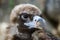 Bird vulture closeup in the afternoon. Head