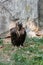 Bird vultures standing on grass