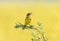 bird Wagtail flew on a summer flowering meadow clover and