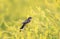 bird Wagtail sitting on a flowered summer meadow clover a