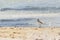 Bird walking at the beach