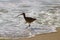 Bird walking on the beach with with ocean water rolling in