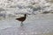 Bird walking on the beach with with ocean water rolling in