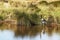 Bird walking on a lake