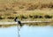 Bird walking on a lake