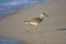 Bird walking on sandy beach