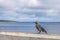 Bird walks along the parapet on the lake embankment