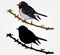 Bird Wall Decal