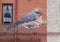 Bird Wall Mural by James Bullough, Dallas, Texas