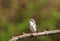 Bird Warbler gray sings a song sitting on a branch in the Sunny spring garden releasing brilliant notes