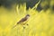The bird was a Wagtail came for a summer flowering meadow yellow