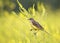 Bird was a Wagtail came for a summer flowering meadow yellow cl