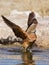 Bird washing in water