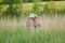 Bird watcher observing wildlife from reed grass