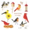 Bird watching feeding vector icons collection