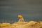 Bird watching tower in the dunes in at night sunset, located in the new land at the Marker Wadden in the Markermeer, in the