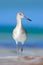 Bird in the water, blue sea surface. Willet, Catoptrophorus semipalmatus, sea water bird in the nature habitat. Animal on the ocea
