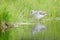 Bird in the water. Common Greenshank, Tringa nebularia, grey bird hidden in cotton grass. Wader from Sweden. Bird in beautiful