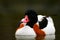 Bird in the water. Common Shelduck, Tadorna tadorna, is waterfowl species shelduck. Duck in the nature habitat, dark autumn water