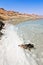 Bird in the water of the dead sea