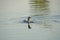 Bird in the water. A diving cormorant looks fearfully into the camera lens. Horizontal shot. Evening at sea.