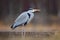 Bird in the water. Grey Heron, Ardea cinerea, bird sitting in the green marsh grass, forest in the background, animal in the natur