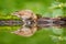 Bird water mirror reflection. Grey brown song thrush Turdus philomelos, sitting in the water, nice lichen tree branch, bird in the