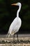 Bird in the water. White heron, Great Egret, Egretta alba, standing in the water in the march. Beach in Florida, USA. Water bird