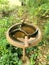 A bird waterer in a garden