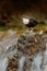 Bird with waterfall. White-throated Dipper, Cinclus cinclus, water diver, brown bird with white throat in river, waterfall in the