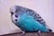 Bird, wavy parrot, beautiful blue