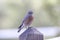 Bird - Western Bluebird