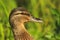 Bird on which hunting mallard