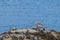 Bird whimbrel numenius phaeopus on seashore