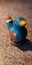 Bird whistle closeup parrot blue and yellow