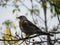 Bird whistle sitting on a branch. Birds feed on Rowan fruit in autumn.  Details and close-up.