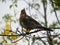 Bird whistle sitting on a branch. Birds feed on Rowan fruit in autumn.  Details and close-up.