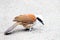 Bird white crested laughing thrush (Garrulax leucolophus)