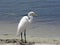 Bird - white egret