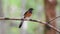 Bird White-rumped shama on a tree