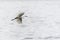 Bird, white stork flying across the water