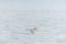 Bird, white stork flying across the water